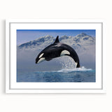 Orca wall art print showcasing marine life design in a sleek white frame with mat. Perfect for ocean-themed decor, adding a touch of elegance to any space.