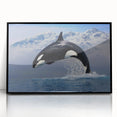 Framed acrylic wall art displaying a striking orca design in shades of black and white, perfect for marine life enthusiasts, enhancing any modern decor.