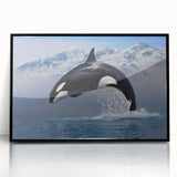Framed acrylic wall art displaying a striking orca design in shades of black and white, perfect for marine life enthusiasts, enhancing any modern decor.