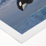 Orca-themed rolled canvas wall art showcasing vibrant marine life design, featuring detailed orca illustrations in rich colors, perfect for ocean lovers' decor.