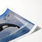 Orca whale wall art print showcasing a vibrant marine life design against a blue background, rolled and ready for framing, ideal for ocean-themed decor.