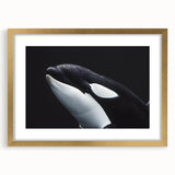 Framed wall art featuring a striking orca design, elegantly showcased with a gold mat and frame, perfect for marine life enthusiasts and home decor.