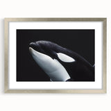 Framed wall art featuring a vibrant orca design, showcasing marine life in stunning detail, with a silver frame and matting for an elegant presentation. Perfect for ocean lovers and art enthusiasts.