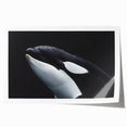 Vibrant wall art print showcasing an orca design amid colorful marine life, ideal for ocean-themed decor, presented in a rolled format for easy display.