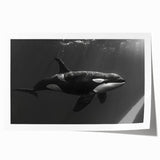 Orca wall art print showcasing a vibrant marine life design featuring bold colors and intricate details, presented as a rolled print for easy display.