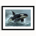 Framed wall art showcasing a stunning orca design from the marine life collection, featuring a black frame and mat, perfect for ocean-themed decor.