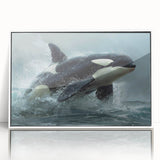 Framed wall art collection showcasing a vibrant orca design in acrylic, featuring a sleek white frame that enhances the marine life theme, perfect for ocean lovers.