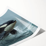 Detailed illustration of a striking orca whale in a vibrant marine life design, showcased as a rolled print wall art, perfect for ocean-themed decor.