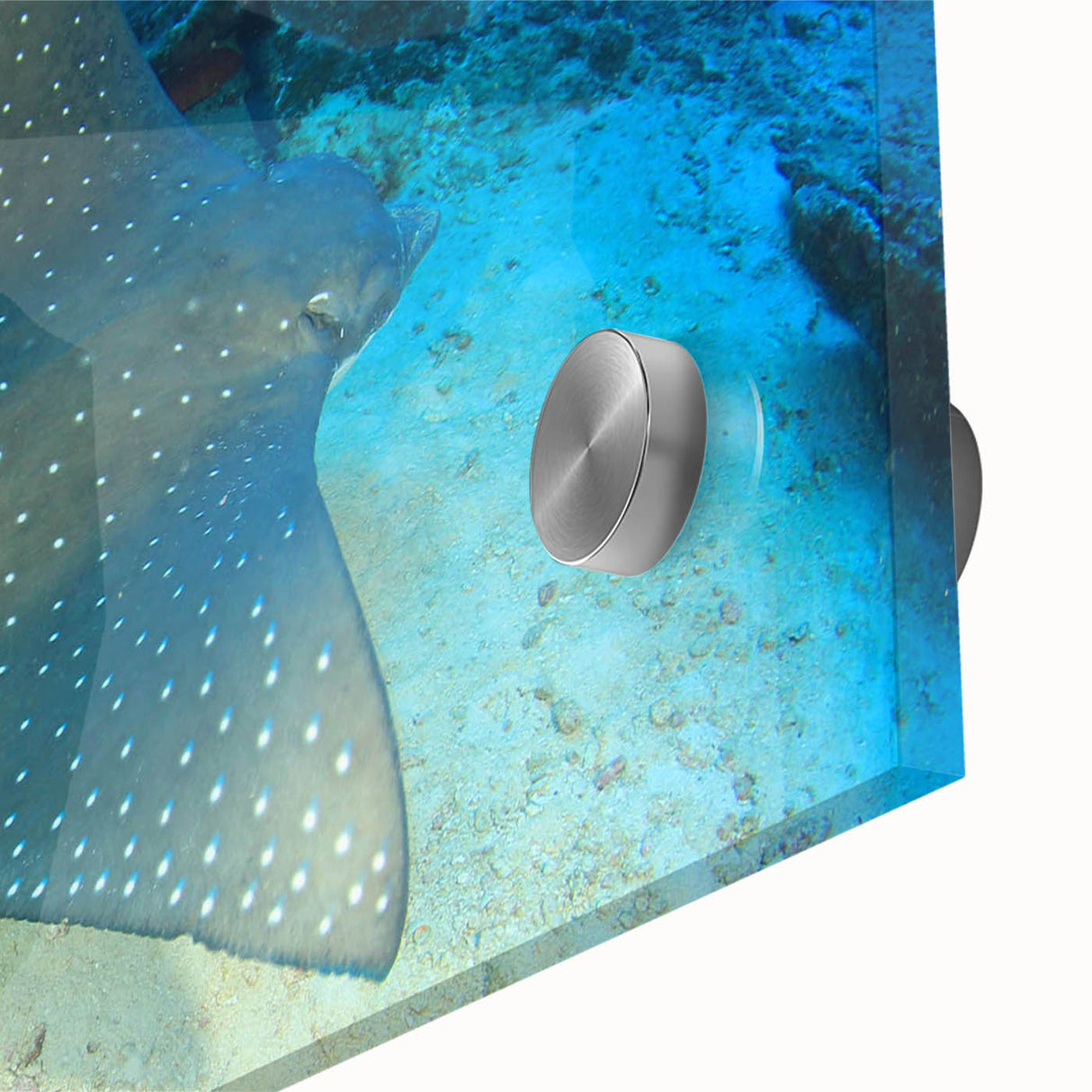Close-up of a vibrant marine life wall art piece featuring a colorful ray design, printed on acrylic glass, showcasing intricate details and vivid colors, perfect for ocean-themed decor.