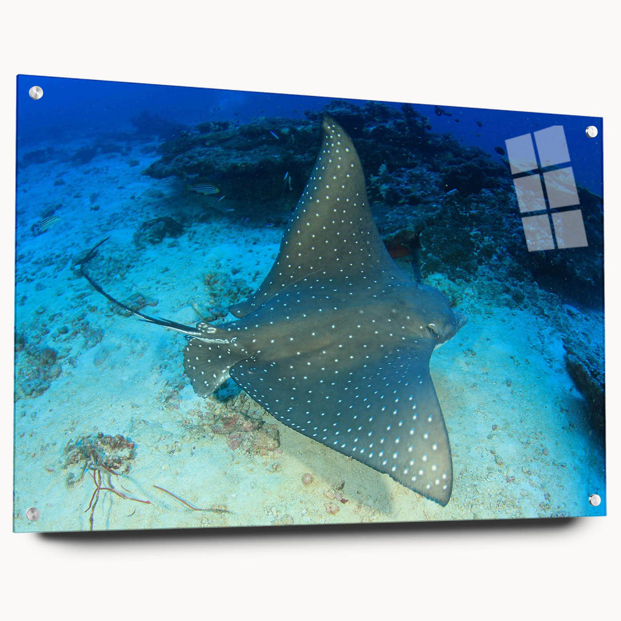 Acrylic glass wall art featuring a vibrant marine life ray design, showcasing intricate details and rich colors, displayed with pins for an elegant presentation.