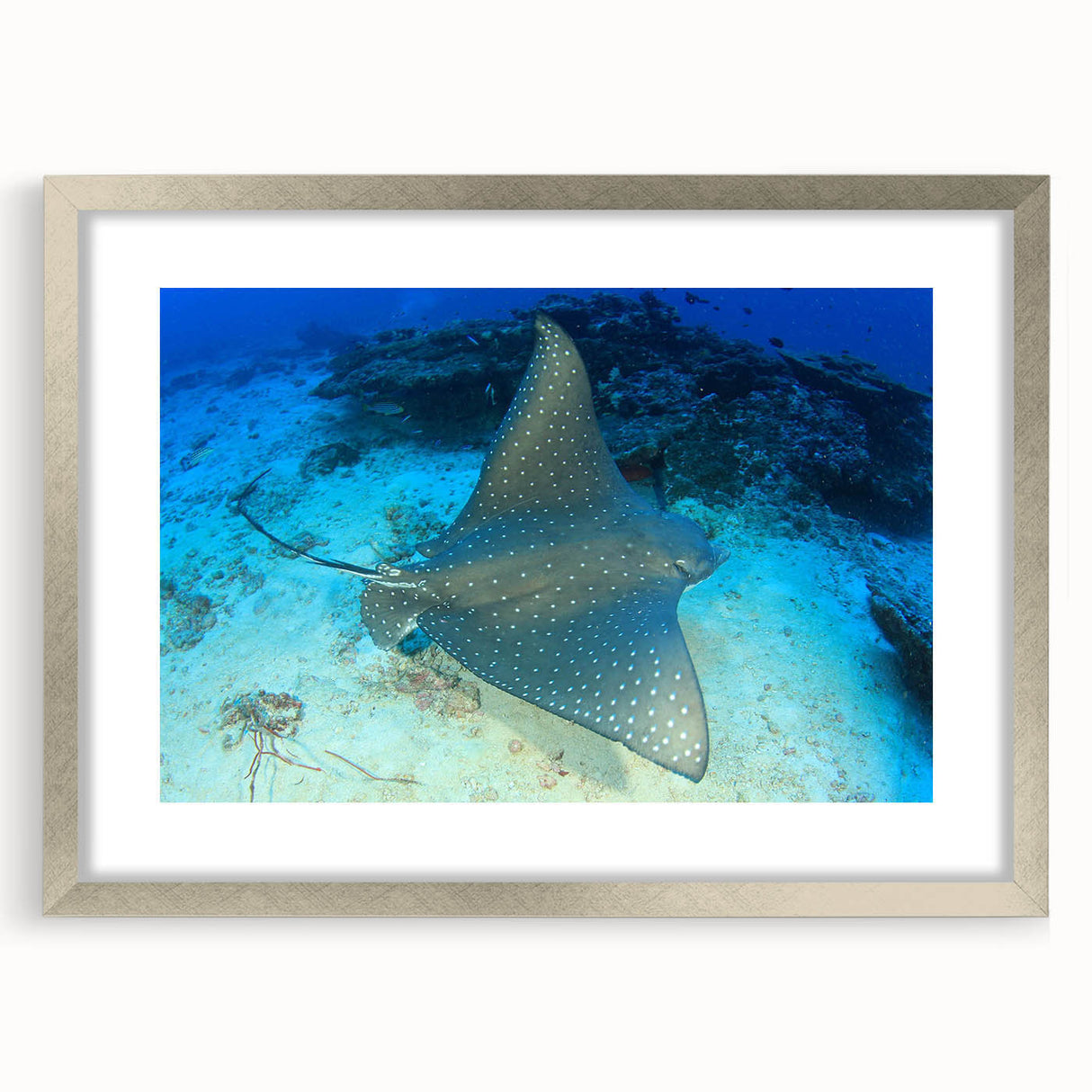 Framed wall art featuring a vibrant marine life ray design with a silver mat, showcasing intricate details and colors, perfect for ocean-themed decor.