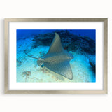 Framed wall art featuring a vibrant marine life ray design with a silver mat, showcasing intricate details and colors, perfect for ocean-themed decor.