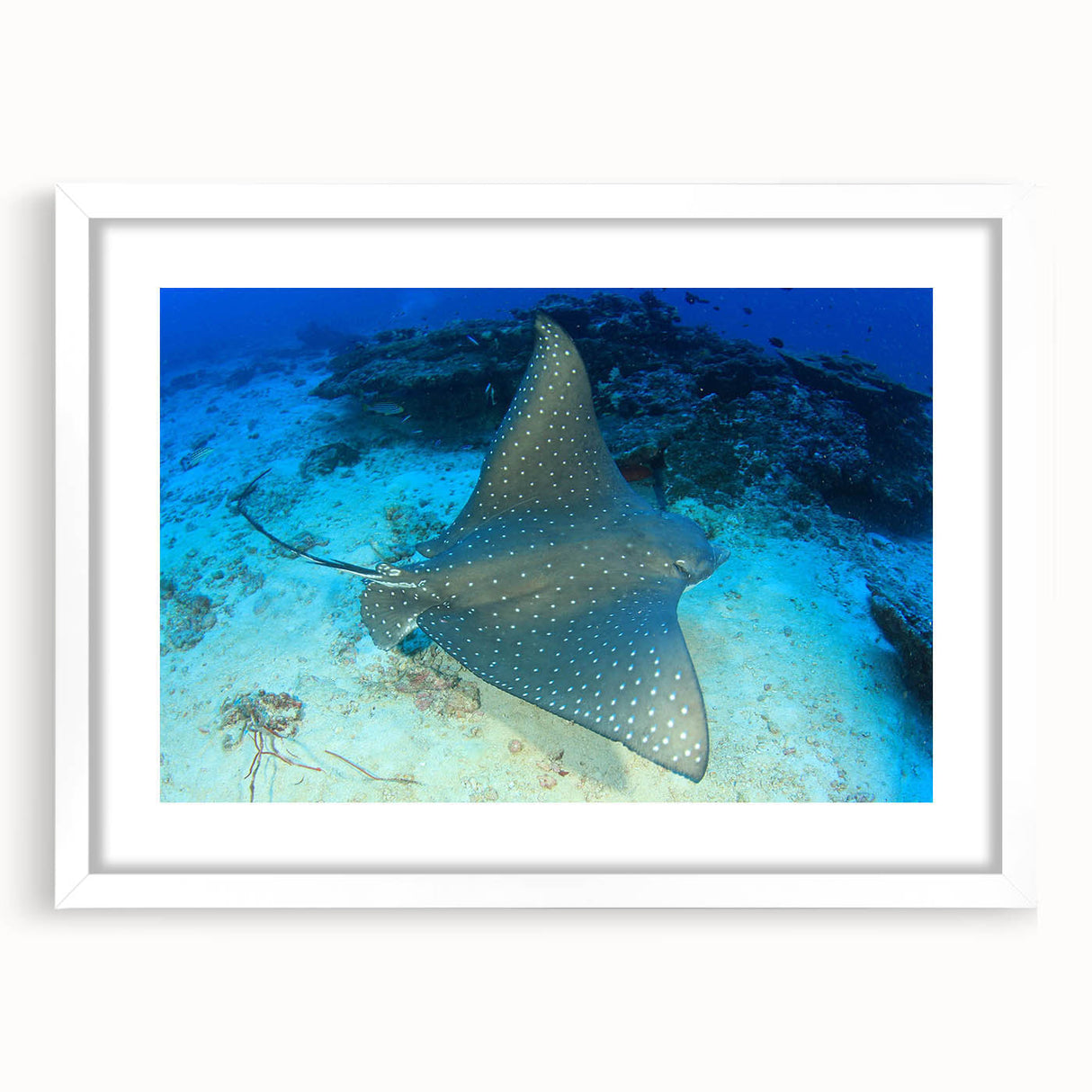 Framed wall art featuring a vibrant marine life ray design, set against a white mat, ideal for coastal-themed decor. Perfect for adding color and tranquility to any room.