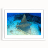 Framed wall art featuring a vibrant marine life ray design, set against a white mat, ideal for coastal-themed decor. Perfect for adding color and tranquility to any room.