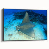 Framed wall art depicting a vibrant marine life ray design on canvas, showcased with a sleek black frame, ideal for ocean-themed decor in modern interiors.