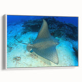 Framed wall art featuring a vibrant marine life design of a manta ray, set against a white background, showcasing detailed textures and colors for ocean-themed decor.