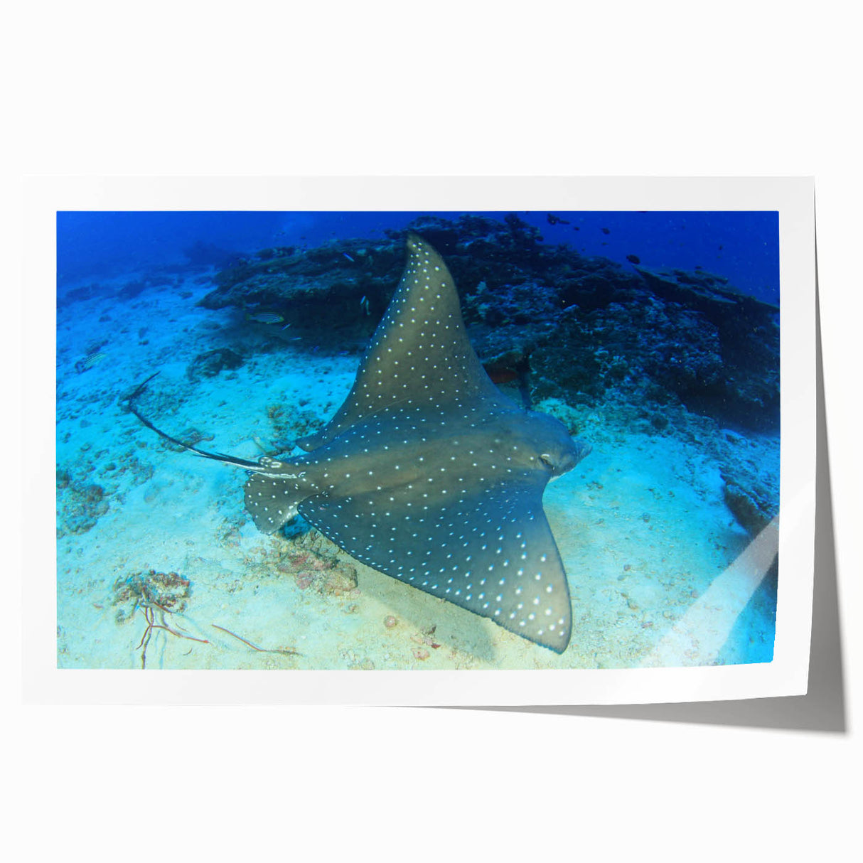 Vibrant marine life wall art print showcasing a colorful ray design, perfect for ocean-themed decor, rolled and securely packaged for easy display.