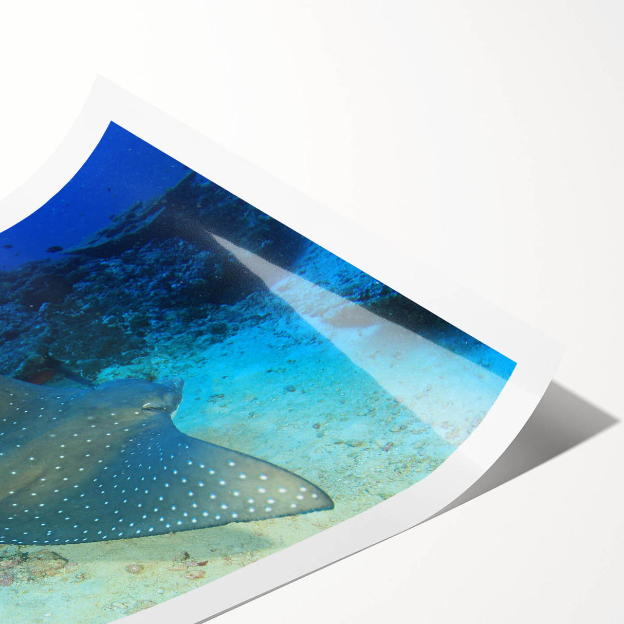 Colorful marine life wall art print featuring a vibrant ray design, rolled for easy shipping, showcasing intricate details and textures perfect for ocean-themed decor.