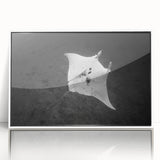 Framed acrylic wall art showcasing a vibrant marine life ray design, displayed with a white frame, perfect for ocean-themed decor in modern interiors.