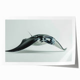 Vibrant marine life wall art collection print showcasing a colorful ray design, rolled and ready for display, highlighting oceanic themes and intricate details.