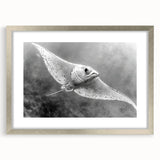 Framed wall art collection showcasing a vibrant marine life ray design, featuring a silver frame and matting, perfect for ocean-themed decor enthusiasts.