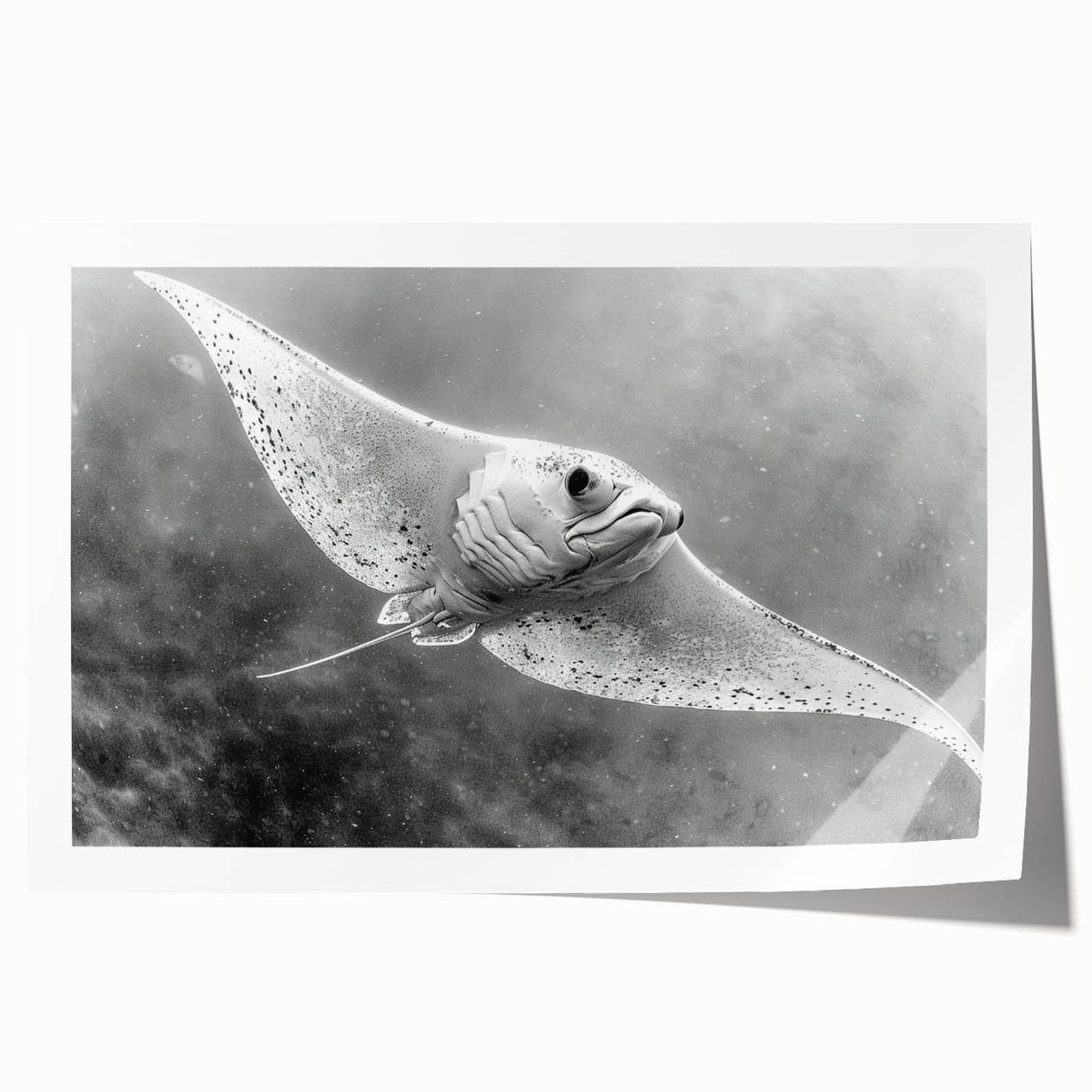 Colorful marine life wall art collection featuring vibrant ray designs on high-quality rolled print, ideal for ocean-themed decor, showcasing intricate details and textures.
