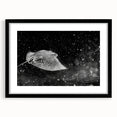 Framed marine life wall art collection featuring a vibrant ray design, set against a sleek black mat. Ideal for ocean-themed decor enthusiasts.