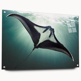 Acrylic wall art collection showcasing vibrant marine life ray design, displayed in a side view with decorative pins, perfect for ocean-themed decor.
