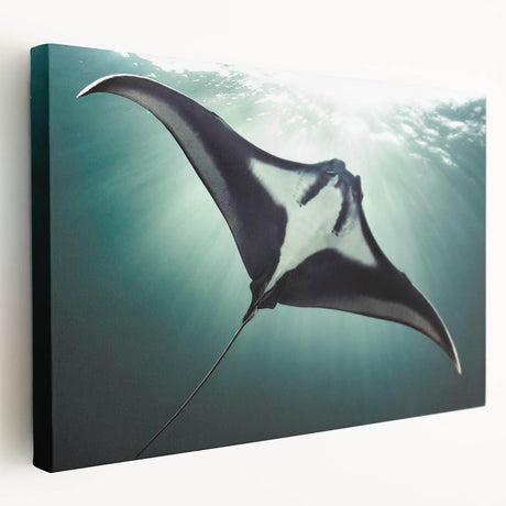 Stretched canvas wall art featuring a vibrant marine life ray design, showcasing detailed textures and colors, perfect for ocean-themed decor.