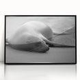 Framed wall art featuring a vibrant marine life design showcasing a sea lion, set in a sleek black frame with acrylic front for a modern touch. Perfect for ocean-themed decor.