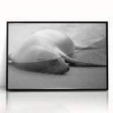 Framed wall art featuring a vibrant marine life design showcasing a sea lion, set in a sleek black frame with acrylic front for a modern touch. Perfect for ocean-themed decor.
