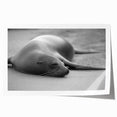 Vibrant wall art print showcasing a playful sea lion among colorful marine life, ideal for ocean-themed decor. Perfect for adding a touch of coastal charm to any space.
