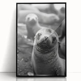 Framed acrylic wall art featuring a vibrant sea lion design, set against a black background, showcasing marine life in a contemporary style. Perfect for ocean enthusiasts.