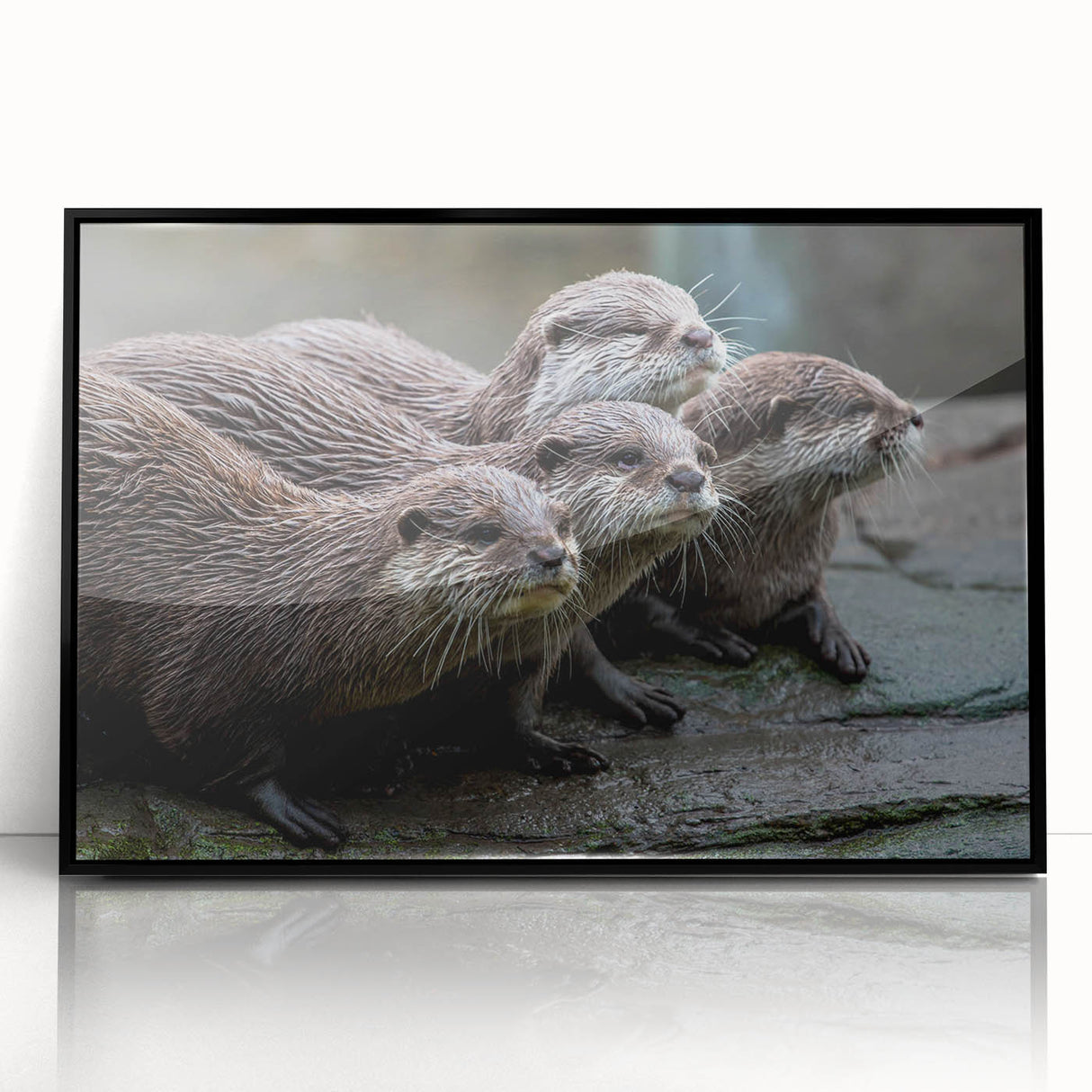 Framed acrylic wall art showcasing a detailed sea otter design, featuring vibrant colors and a sleek black frame, perfect for marine life enthusiasts.
