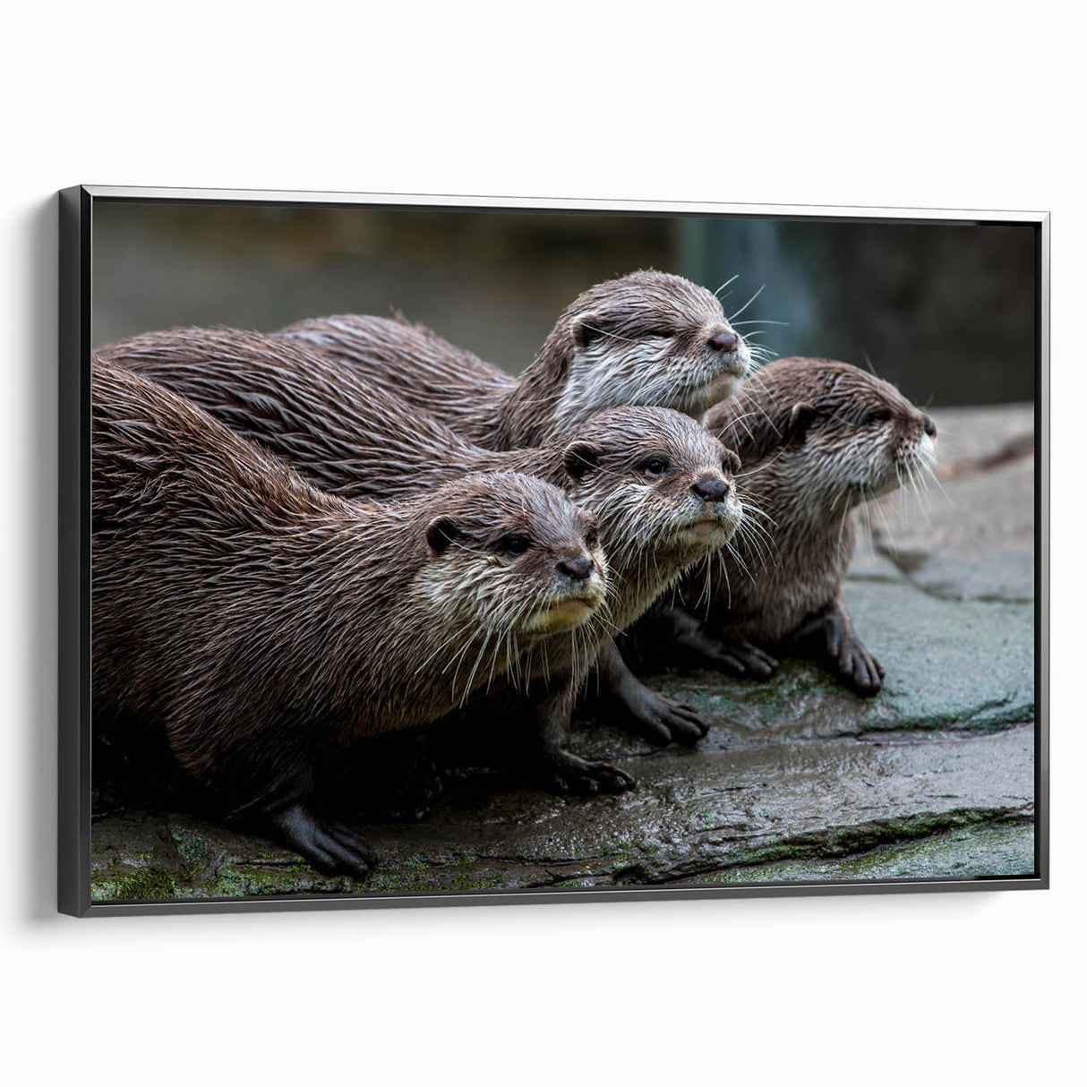 Framed wall art canvas featuring a playful sea otter among vibrant marine life, with a sleek black frame, ideal for ocean-themed decor in living spaces.