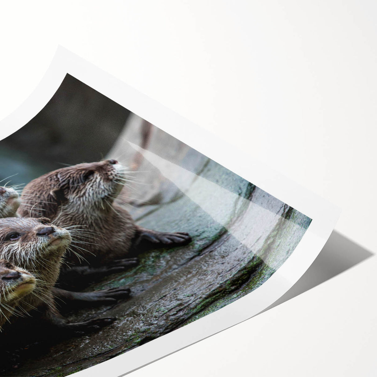 Colorful wall art print showcasing a playful sea otter swimming among marine life, perfect for ocean-themed decor. Ideal for nature lovers and wildlife enthusiasts.