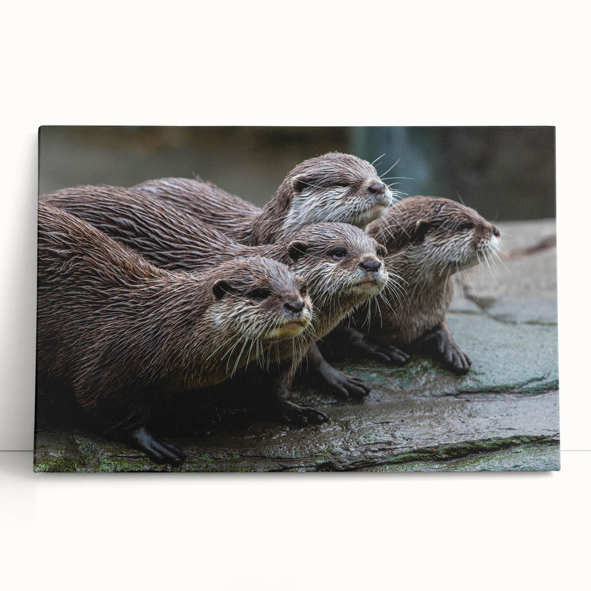 Stretched canvas wall art showcasing a playful sea otter design surrounded by vibrant marine life, perfect for ocean-themed decor in living spaces.
