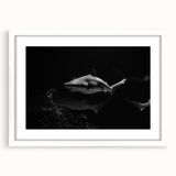 Framed wall art featuring a striking shark design from the Marine Life collection, set against a white mat, ideal for ocean-themed decor in homes or offices.