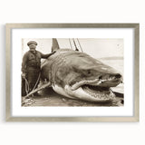 Framed marine life wall art collection showcasing a shark design with a silver mat, ideal for ocean-themed decor in modern interiors. Perfect for sea lovers.
