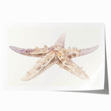 Vibrant starfish design wall art print showcasing marine life in vivid colors, rolled for easy shipping and display, perfect for coastal home decor enthusiasts.