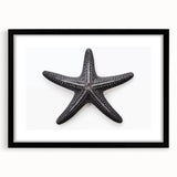 Framed wall art featuring a marine life starfish design with a black frame and mat, showcasing vibrant colors and intricate details, perfect for coastal decor.