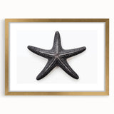 Gold-framed wall art featuring a vibrant marine life starfish design, elegantly matted for a sophisticated look, perfect for coastal-themed decor.