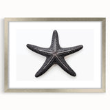 Framed marine life wall art featuring a starfish design, set in a sleek silver frame with a white mat, perfect for coastal home decor. Ideal for beach-themed interiors.