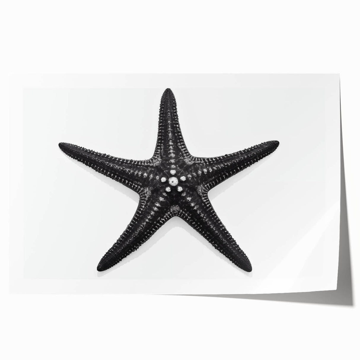 Vibrant marine life wall art featuring a detailed starfish design, showcased as a rolled print suitable for coastal-themed decor and ocean enthusiasts.