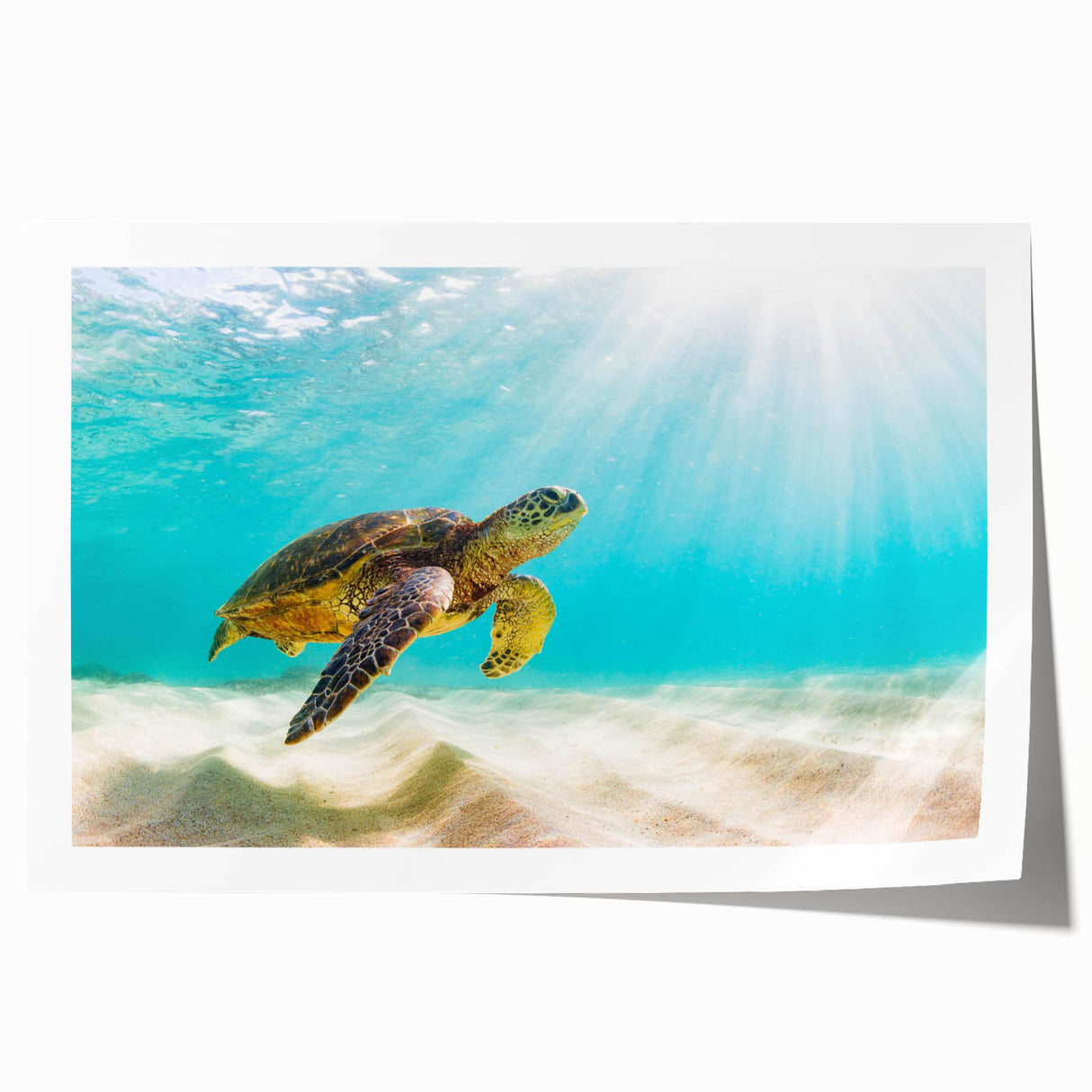 Vibrant marine life wall art featuring a detailed turtle illustration, showcasing colorful aquatic elements on high-quality rolled print, perfect for ocean-themed decor.