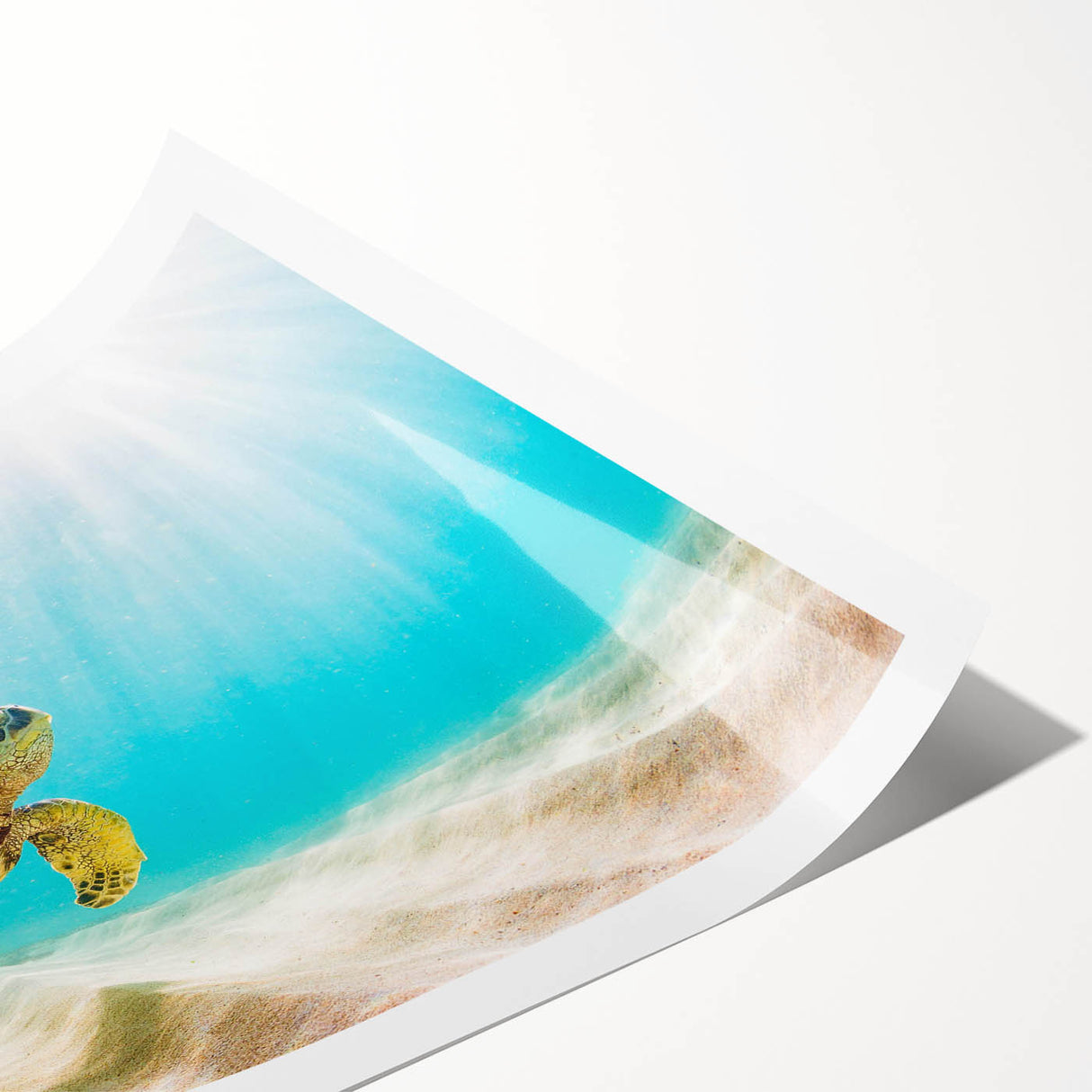 Vibrant marine life wall art featuring a beautifully detailed turtle design, printed on high-quality rolled canvas, ideal for ocean-themed decor.