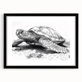 Framed wall art featuring a black mat and marine life design showcasing a turtle, perfect for ocean-themed decor, enhancing any living space with nature's beauty.
