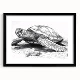 Framed wall art featuring a black mat and marine life design showcasing a turtle, perfect for ocean-themed decor, enhancing any living space with nature's beauty.