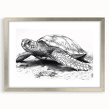 Framed wall art collection featuring a marine life turtle design in a silver frame with a mat, ideal for ocean-themed home decor. Perfect for nature lovers.