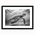 Framed wall art featuring a detailed marine life turtle design, showcasing vibrant colors on a black mat, perfect for ocean-themed decor.